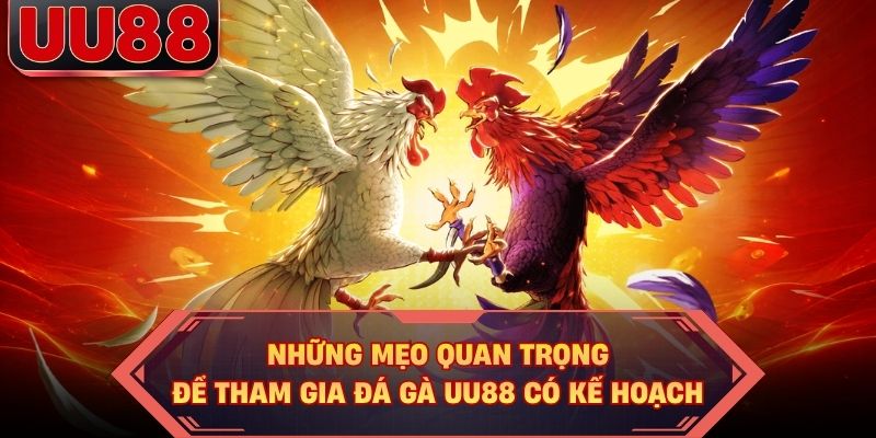 Những mẹo quan trọng để tham gia đá gà UU88 có kế hoạch