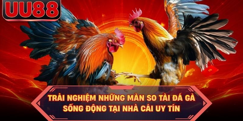 Trải nghiệm những màn so tài đá gà sống động tại nhà cái uy tín